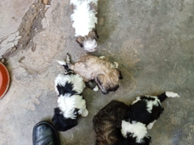 ...
