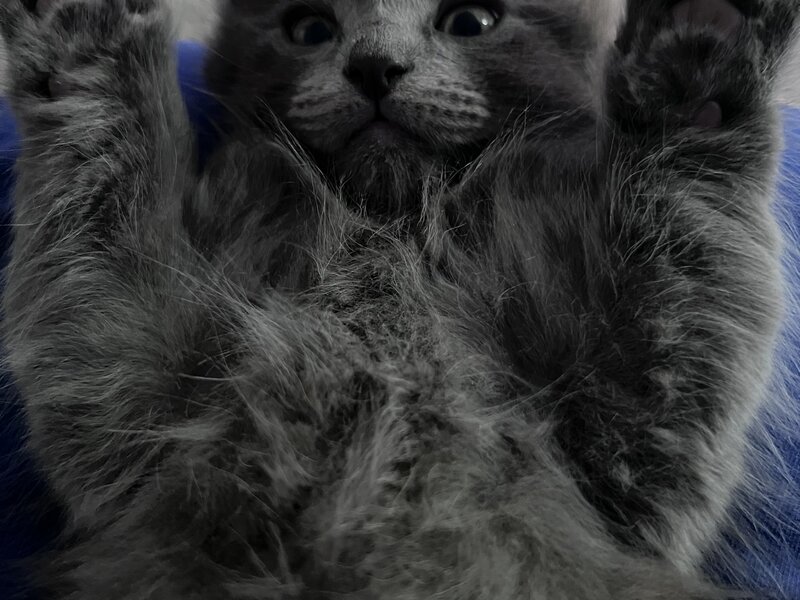 ...