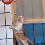 ..